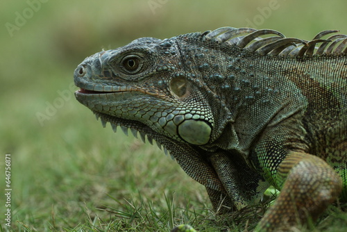 iguana  iguana face  iguana face close up 