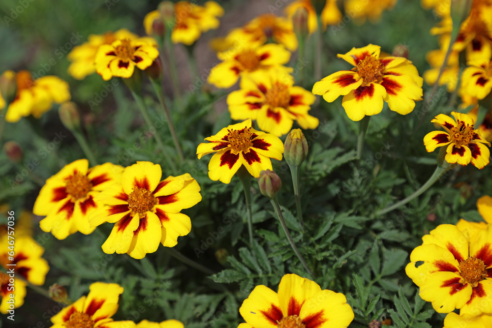 Macro image of Marigold blooms, Yorkshire England
Macro image of Marigold blooms, Yorkshire England