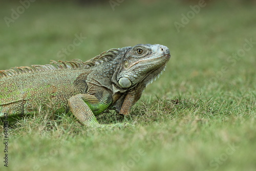 iguana  an iguana on the grass