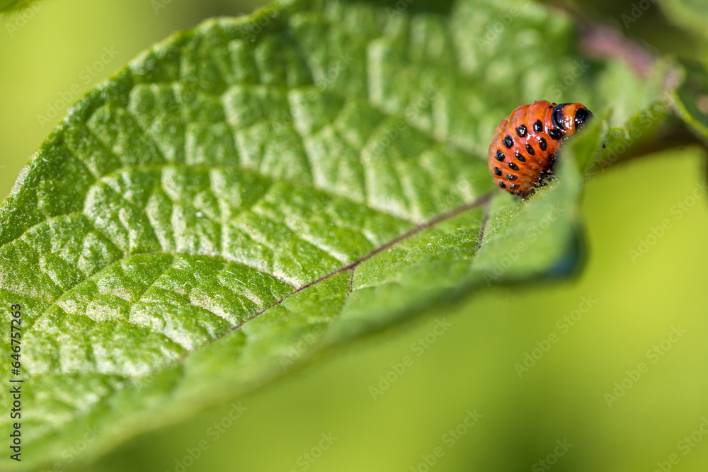 Larvae of the Colorado Beetle on the Potato bush close-up. Pest control in the garden. Insects destroying crops - Agriculture Pest. Larvae of the Colorado Beetle on the Potato bush close-up. Pest control in the garden. Insects destroying crops - Agriculture Pest.