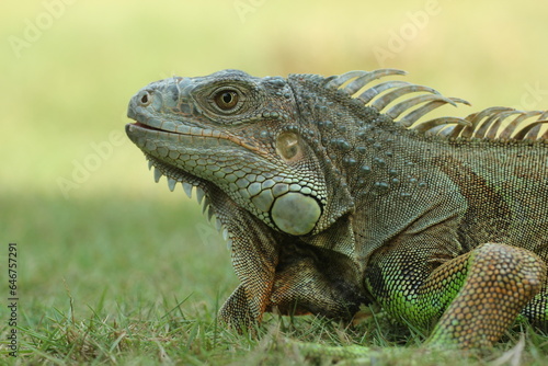 iguana  an iguana on the grass