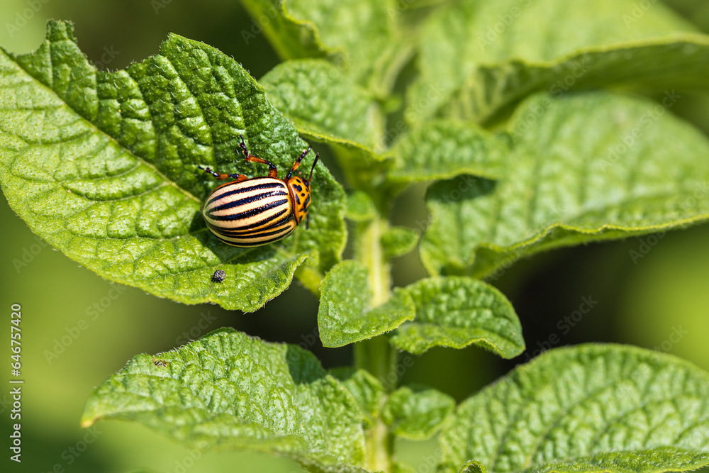 Larvae of the Colorado Beetle on the Potato bush close-up. Pest control in the garden. Insects destroying crops - Agriculture Pest. Larvae of the Colorado Beetle on the Potato bush close-up. Pest control in the garden. Insects destroying crops - Agriculture Pest.