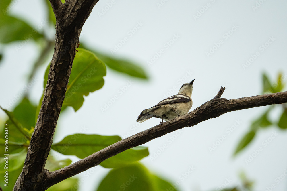 a pied triller hanging on a tree branch a pied triller hanging on a tree branch
