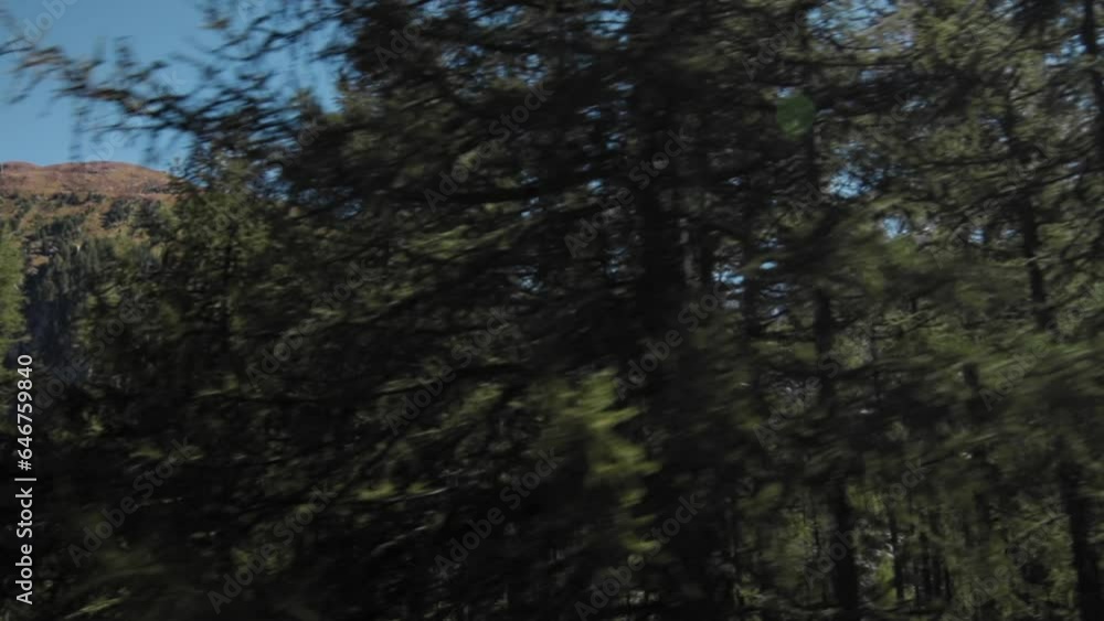 Tracking Shot of Trees in the Alps Switzerland Tracking Shot of Trees in the Alps Switzerland