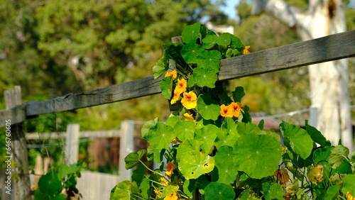 Nasturtium is a genus of a small number of plant species in the family Brassicaceae (cabbage family). The best known species are the edible Nasturtium officinale and Nasturtium microphyllum. photo