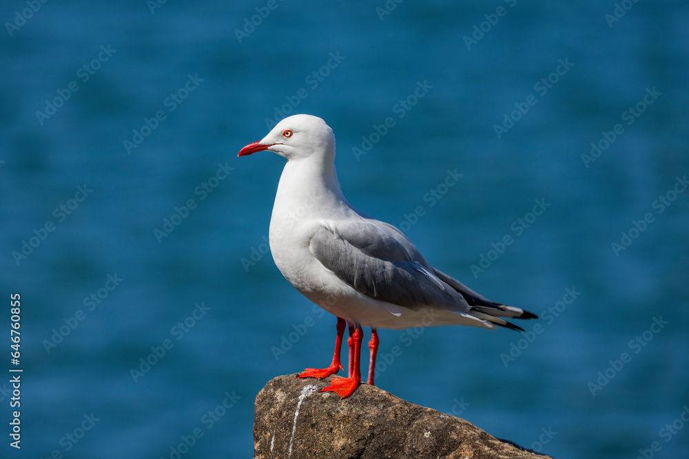 Common Silver Gull coastal bird perched near river in New South Wales, Australia Common Silver Gull coastal bird perched near river in New South Wales, Australia