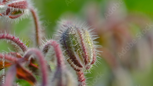 Borage Bud or Beebread flower or Borago Officinalis. Also known as Beeplant, Talewort, Starflower, Cool-Tankard, Tailwort, Burrage, Bugloss, Comfrey.