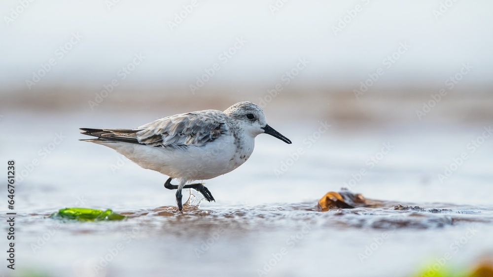 Sanderling, Calidris Alba, birds on the beach at low tide, Dawlish Warren, Devon, England Sanderling, Calidris Alba, birds on the beach at low tide, Dawlish Warren, Devon, England