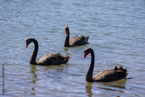 Black swans floating along the Terranora creek near Tweed River, New South Wales, Australia 