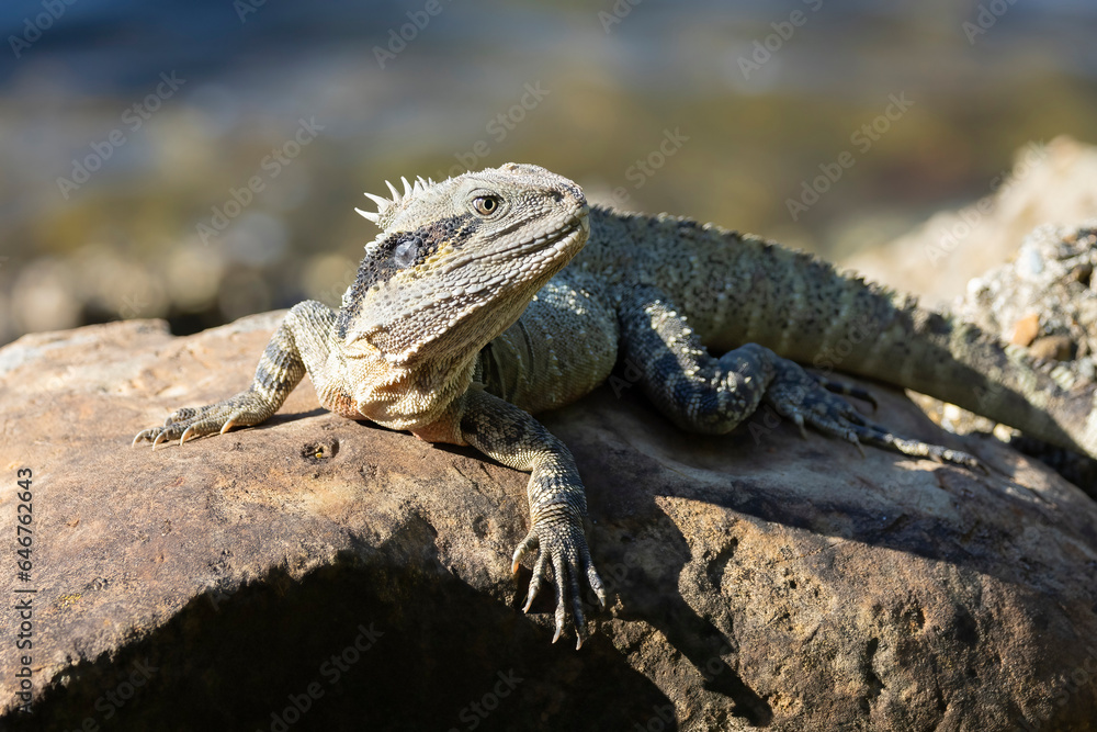 Close up of an Eastern Water Dragon in it's native habitat in Queensland, Australia Close up of an Eastern Water Dragon in it's native habitat in Queensland, Australia