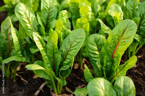Chard growing in an urban garden. Garden beet and salad leaves close up.