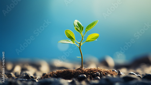 green young tree sprout on a blue blurred background idea business startup investment success