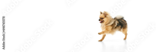 Beautiful, positive, purebred pomeranian spitz dog walking, running over white studio background. Banenr. Concept of domestic animals, care, pet love, vet. Copy space for ad