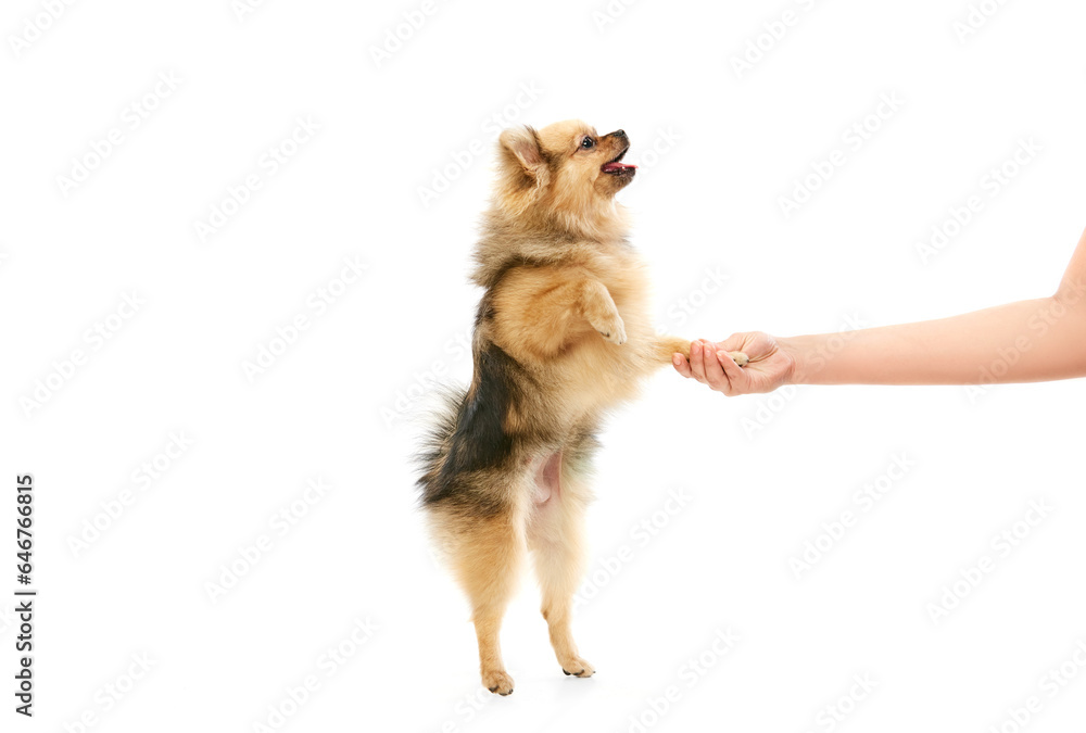 Pet friend. Cute, little dog, purebred pomeranian spitz standing on hind legs and holding paw on human hand over white studio background. Concept of domestic animals, care, pet love. Copy space for ad Pet friend. Cute, little dog, purebred pomeranian spitz standing on hind legs and holding paw on human hand over white studio background. Concept of domestic animals, care, pet love. Copy space for ad