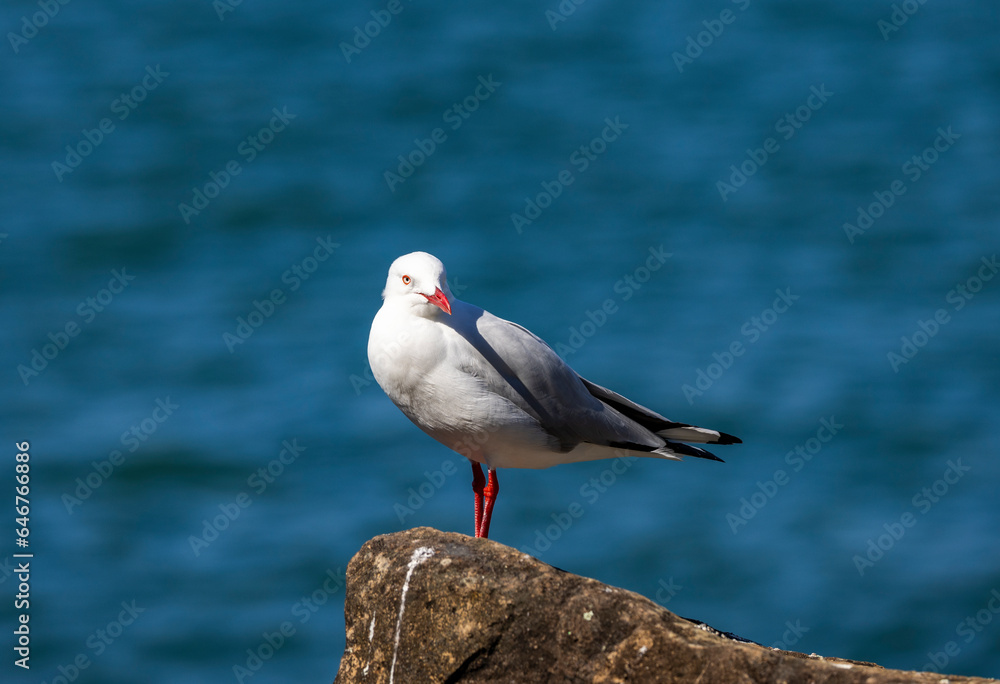 Common Silver Gull coastal bird perched near river in New South Wales, Australia Common Silver Gull coastal bird perched near river in New South Wales, Australia