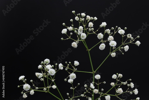 黒背景のカスミソウの花