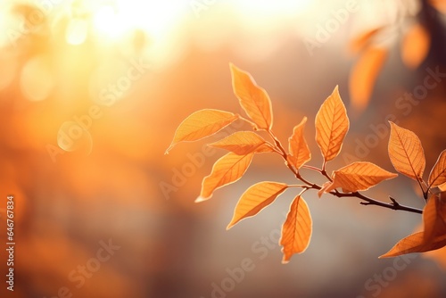 A branch of a tree with yellow leaves