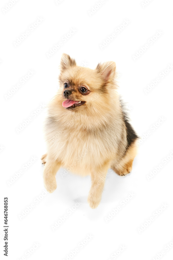 Beautiful, playful pet. Cute dog, pomeranian spitz sitting over white studio background. Concept of domestic animals, care, pet love, vet. Copy space for ad Beautiful, playful pet. Cute dog, pomeranian spitz sitting over white studio background. Concept of domestic animals, care, pet love, vet. Copy space for ad