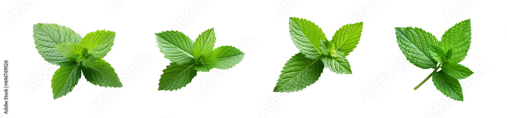 Mint Leaf's Png Mint Leaf's Png