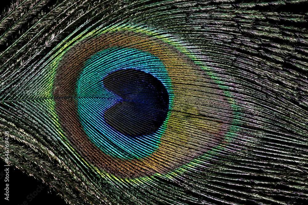 Fototapeta premium Peacock Feather on a Black Background Closeup View
