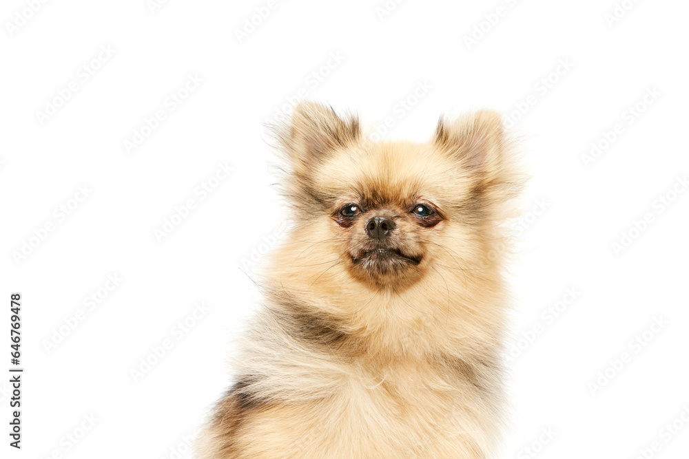 Cute dog, pomeranian spitz sitting with serious muzzle expression over white studio background. Concept of domestic animals, care, pet love, vet. Copy space for ad