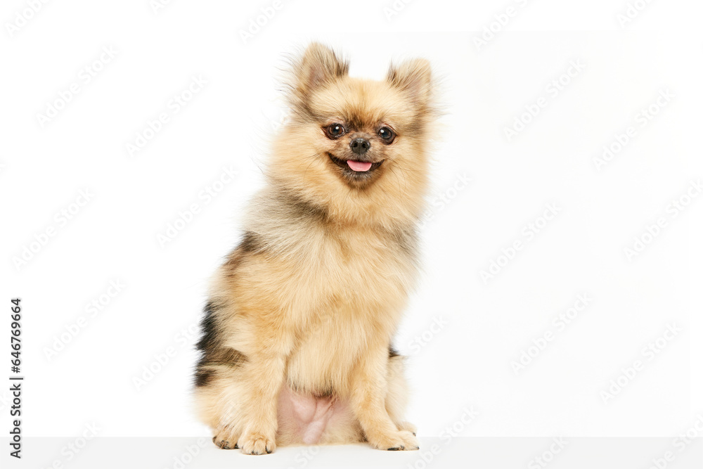 Adorable, cute dog, pomeranian spitz sitting with tongue sticking out over white studio background. Happy and smiling. Concept of domestic animals, care, pet love, vet. Copy space for ad