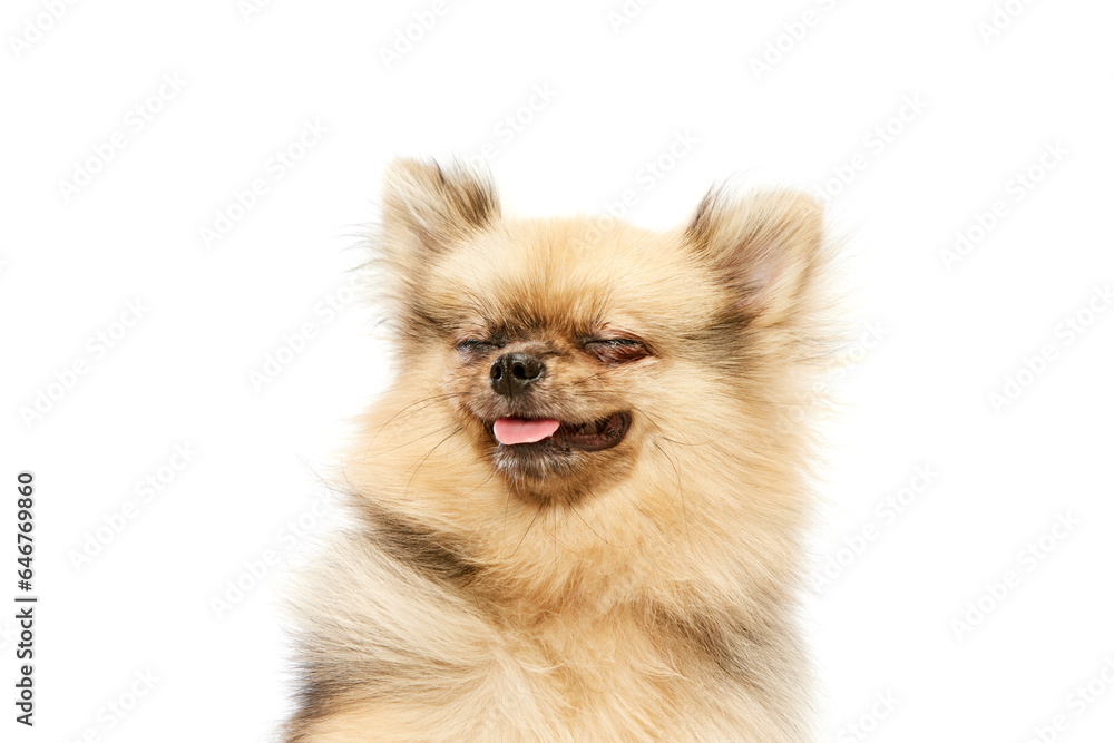 Adorable, cute dog, pomeranian spitz sitting with tongue sticking out over white studio background. Happy and smiling. Concept of domestic animals, care, pet love, vet. Copy space for ad Adorable, cute dog, pomeranian spitz sitting with tongue sticking out over white studio background. Happy and smiling. Concept of domestic animals, care, pet love, vet. Copy space for ad
