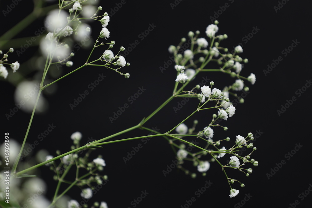 Obraz premium 黒背景のカスミソウの花