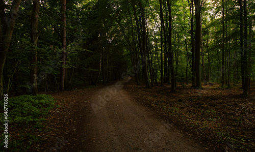 Road through the forest just before sunset, Jantar, northern Poland