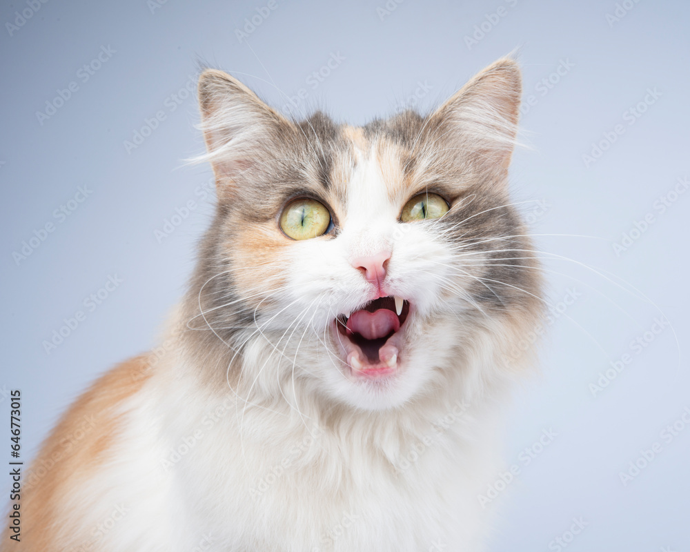 Fluffy cat isolated on white licking her face