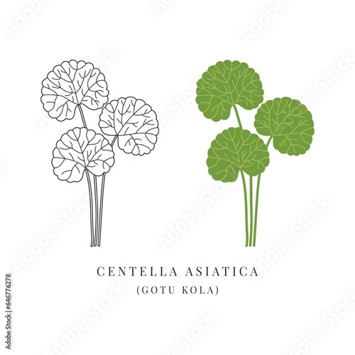 Centella asiatica ayurvedic herb simple illustration