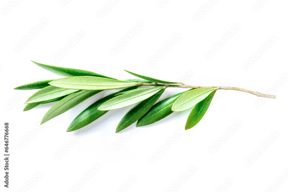 Olive tree branch with green leaves, isolated on a white background. Mediterranean plant, symbol of peace Olive tree branch with green leaves, isolated on a white background. Mediterranean plant, symbol of peace