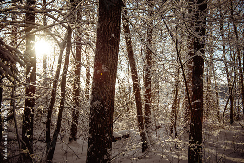 Snowy morning in the winter forest. The sun is shining from behind the trees.