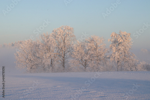 Bäume im Winter © pics_kartub
