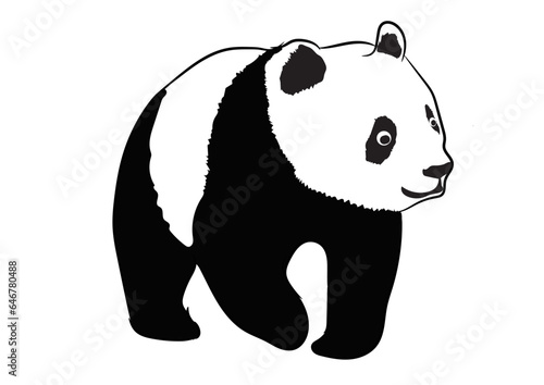 Vector illustration of Giant Panda. 