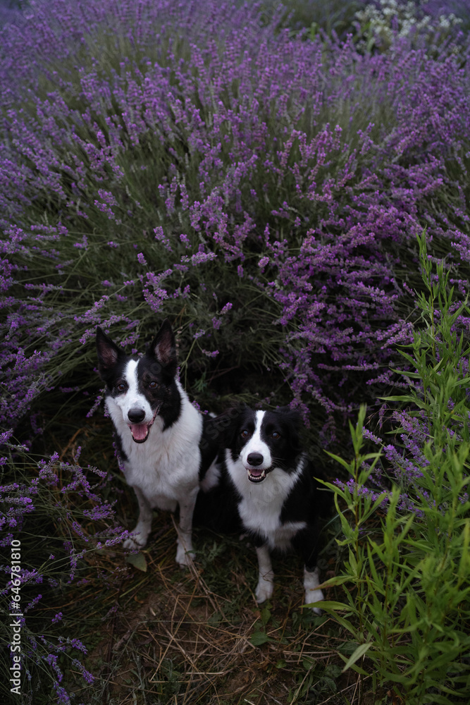 dog in a lavender field