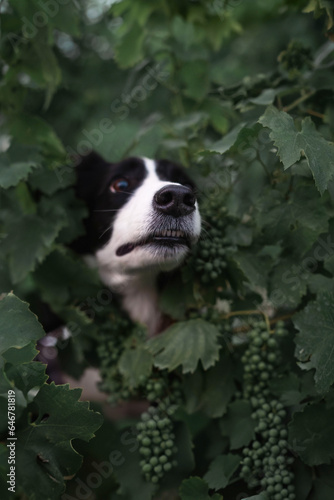 dog's nose in grapes