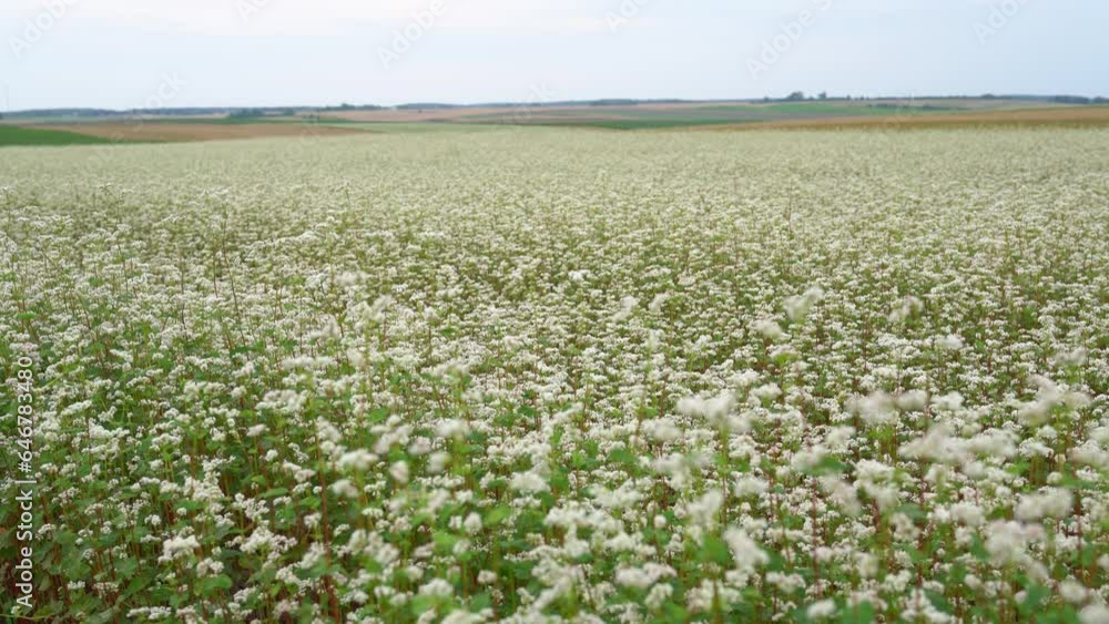 Panoramic summer view of buckwheat flowers on farm field. Blossom white buckwheat meadow against the blue sky. agricultural grounds receding to the horizon. Nature scenery video footage in 4K 25FPS Panoramic summer view of buckwheat flowers on farm field. Blossom white buckwheat meadow against the blue sky. agricultural grounds receding to the horizon. Nature scenery video footage in 4K 25FPS