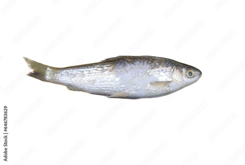 Labeo bata is a fish in genus Labeo. It is in the family Cyprinidae which is widespread in India, Nepal, Bangladesh, Pakistan and Myanmar. It is known as Bhangan in local language in India.