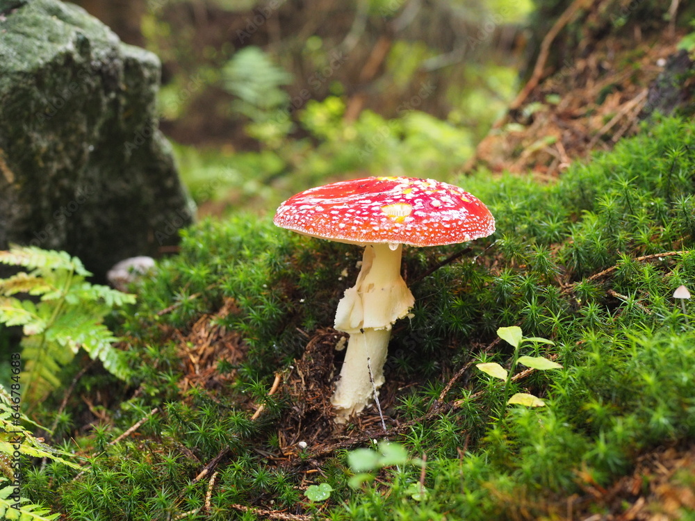 Large red toadstool in the forest on lush green moss Large red toadstool in the forest on lush green moss