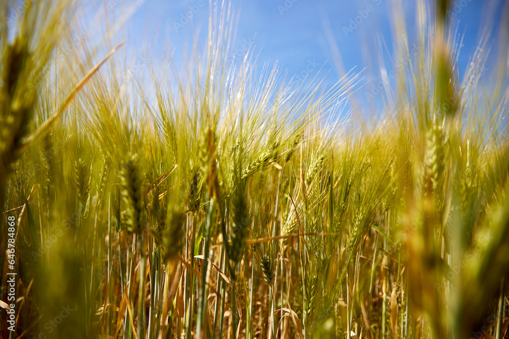 Beautifull view with rye wheat field and sky on a sunny summer day, closeup, selective focus