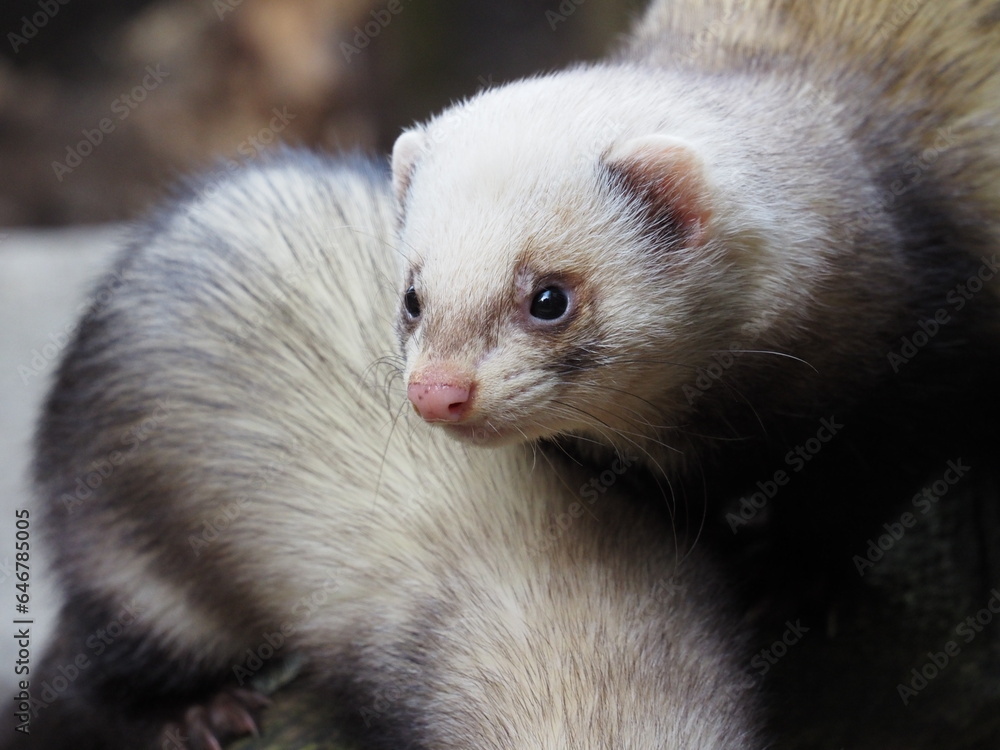 Cute ferret standing over its buddy and looking at the camera Cute ferret standing over its buddy and looking at the camera