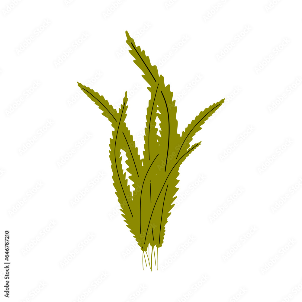 Coral. Underwater plant. Vector illustration in scandinavian style. Seaweed. Coral. Underwater plant. Vector illustration in scandinavian style. Seaweed.