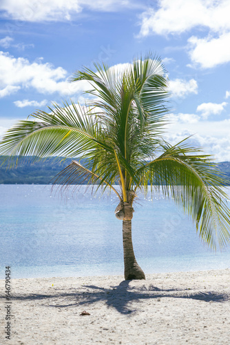 a lone drawf coconut tree in Salagdoong Beach  Siquijor in the Philippines 