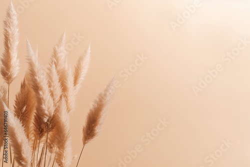 Pampas grass on a beige background. Minimalistic eco friendly concept with copy space. Top view. Flat lay. Dried flower in the sunlight  Generative AI