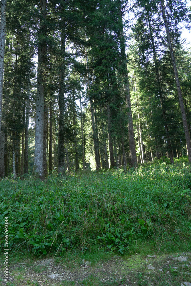 Fototapeta premium Erba alta al limite del bosco