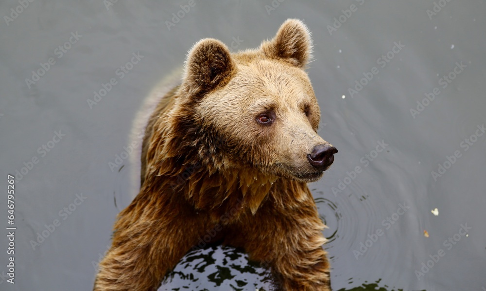Fototapeta premium 水の中にいる熊、クマ、bear in water