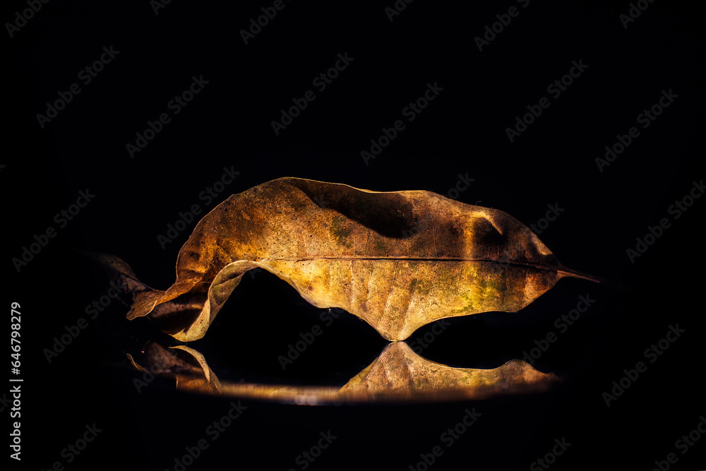 A dry leaf on a black background, the concept of beautiful withering and old age. Conceptual texture background for interior decoration on a black background with a copy space. Selective soft focus