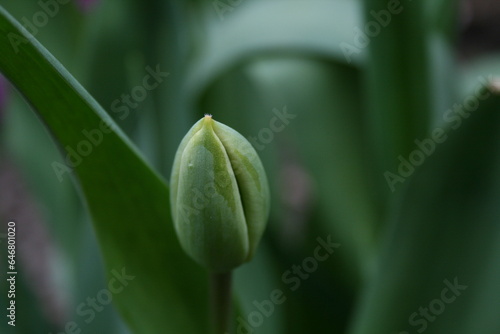 The flower bud on the plant is tightly closed, exhibiting delicate petals and a hint of vibrant color.