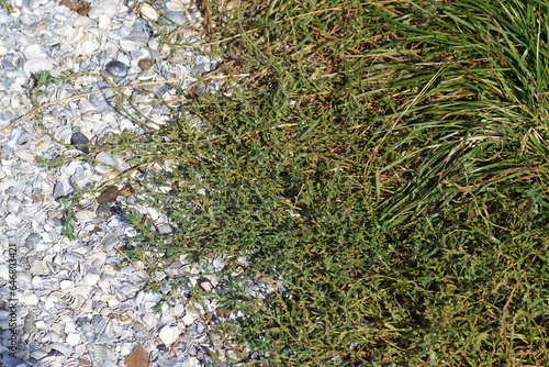 Flowering Knotgrass, Polygonum aviculare (prostrate knotweed, birdweed, pigweed, lowgrass), growing over a shell path. Late summer, September, Netherlands. Family Polygonaceae.